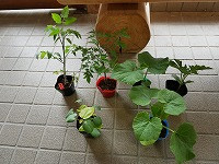 P1090854