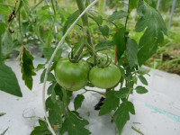 P1100560